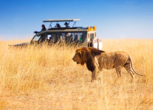 africa-safaris