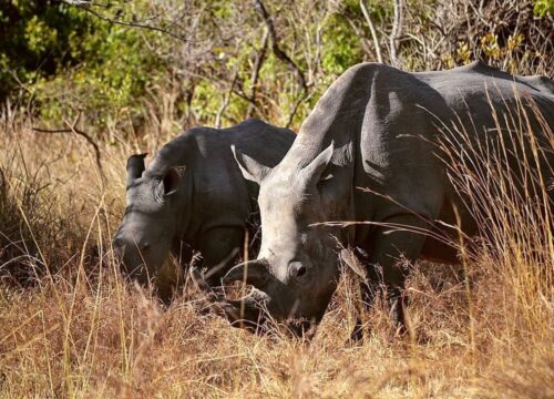 3-Days-Murchison-Falls-Wildlife-Adventure-Safari-3