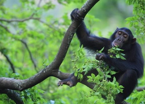 4-Days-Kibale-Chimpanzee-Tracking-Habituation-750x450-1