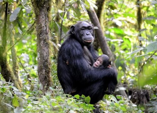 Kibale National Park chimpanzee trekking Uganda