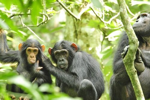 Chimpanzee-Trekking-and-Habituation-in-Kibale