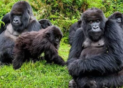 Gorilla trekking tour in Uganda