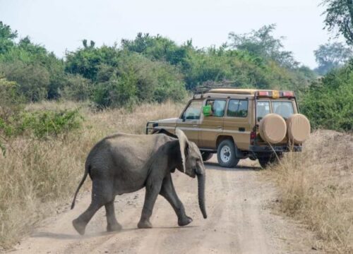Murchison Falls National Park wildlife safari Uganda