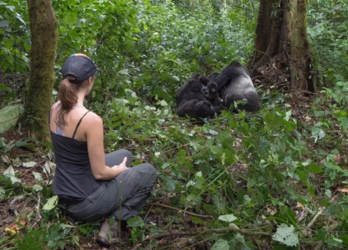 Gorilla trekking tour in Uganda