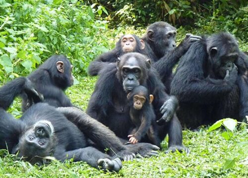 kibale-chimps-1-1