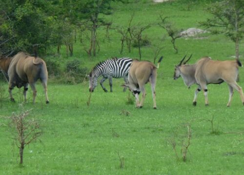 3-day safari to Lake Mburo National Park in Uganda: