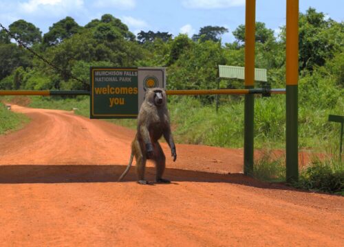 murchison-falls-national-park-safari-1