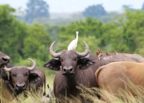 queen-elizabeth-safari-EDITED