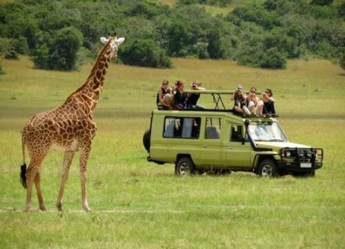 safari-at-queen-elizabeth-1-1