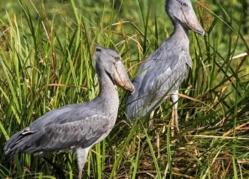 bird watching tours Uganda