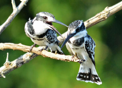 bird watching tours Uganda