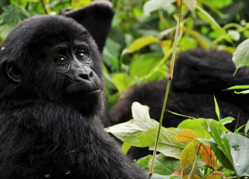 chimpaze