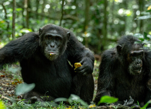 Kibale-chimpanzees