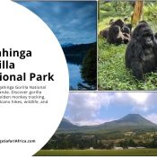 Mgahinga Gorilla National Park