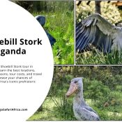 Shoebill Stork in Uganda