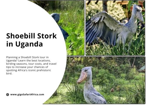 The Shoebill Stork in Uganda: A Bird Watcher’s Complete Tour Guide